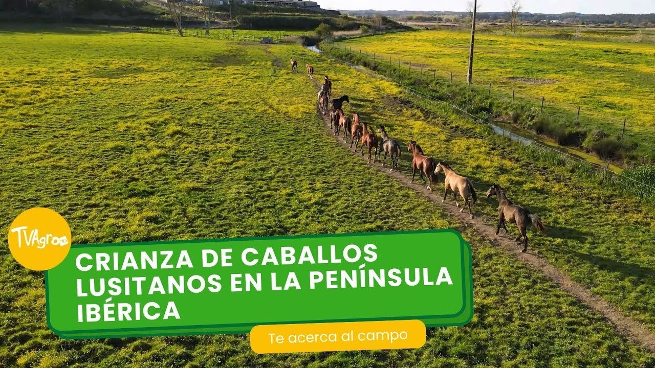 Crianza de caballos lusitanos en la Península Ibérica - TvAgro por Juan Gonzalo Angel Restrepo