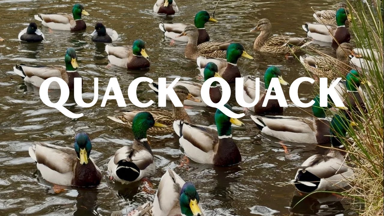 Background Relaxing Nature Sounds Video for Animal Lovers 🦆 | Mallard Ducks Swimming Quacking Sounds
