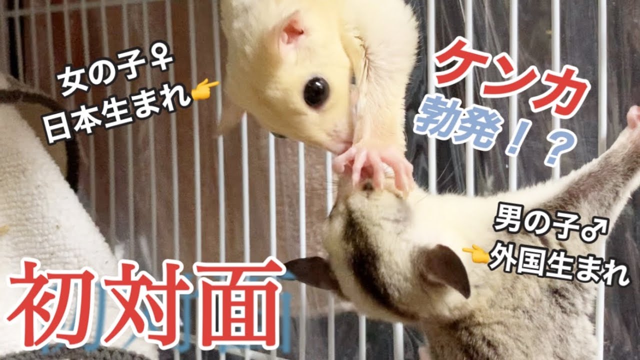 威嚇しあうフクロモモンガ2匹を対面させた結果…【ペアリング】