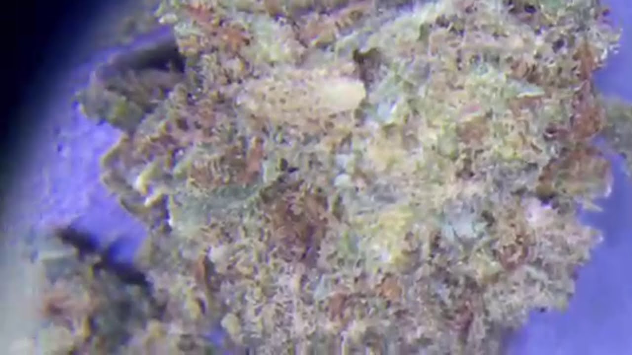 Smokus Focus: 