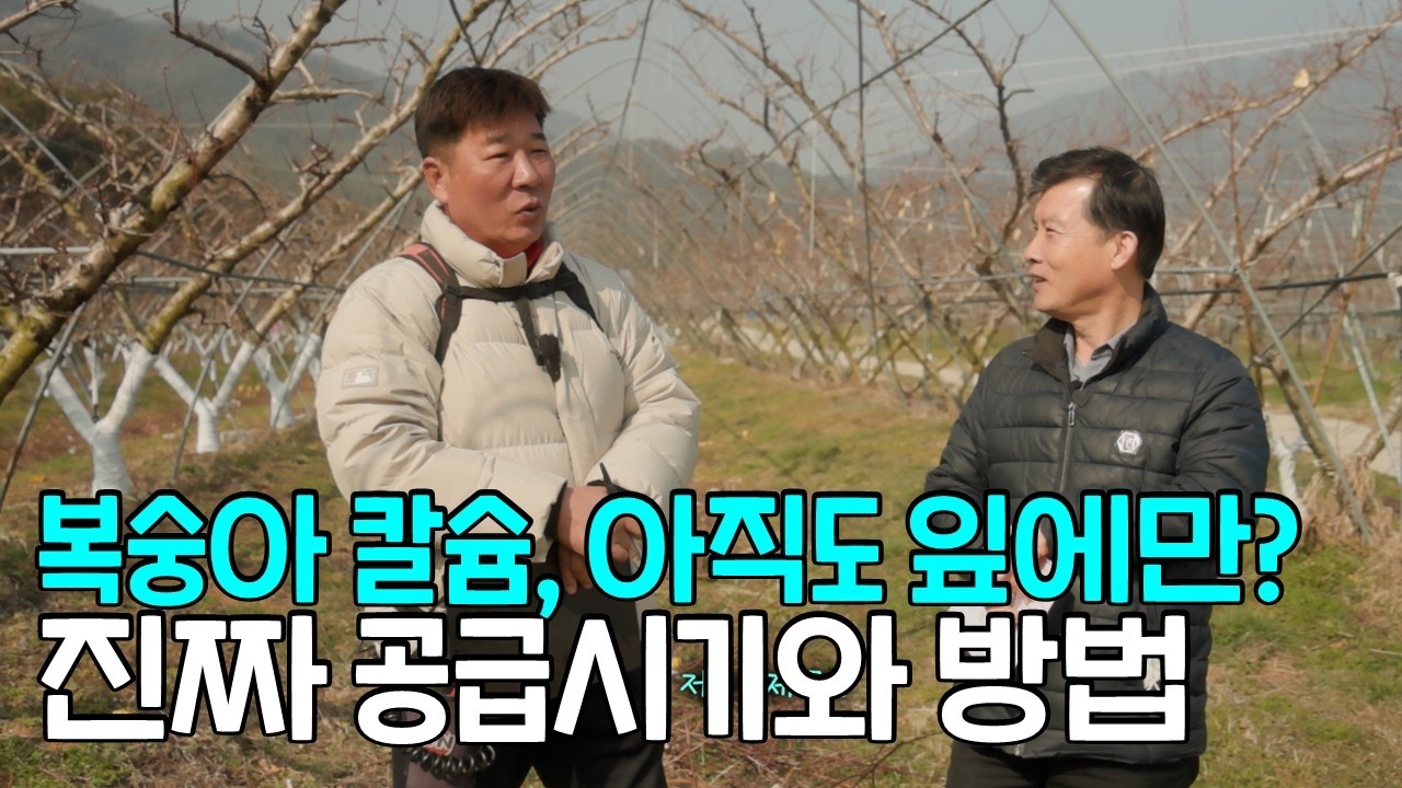 복숭아 칼슘, 아직도 잎에만 치세요?