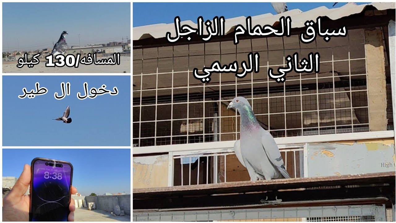 سباق الثاني الحمام الزاجل / المسافه 130كيلو ✅😎