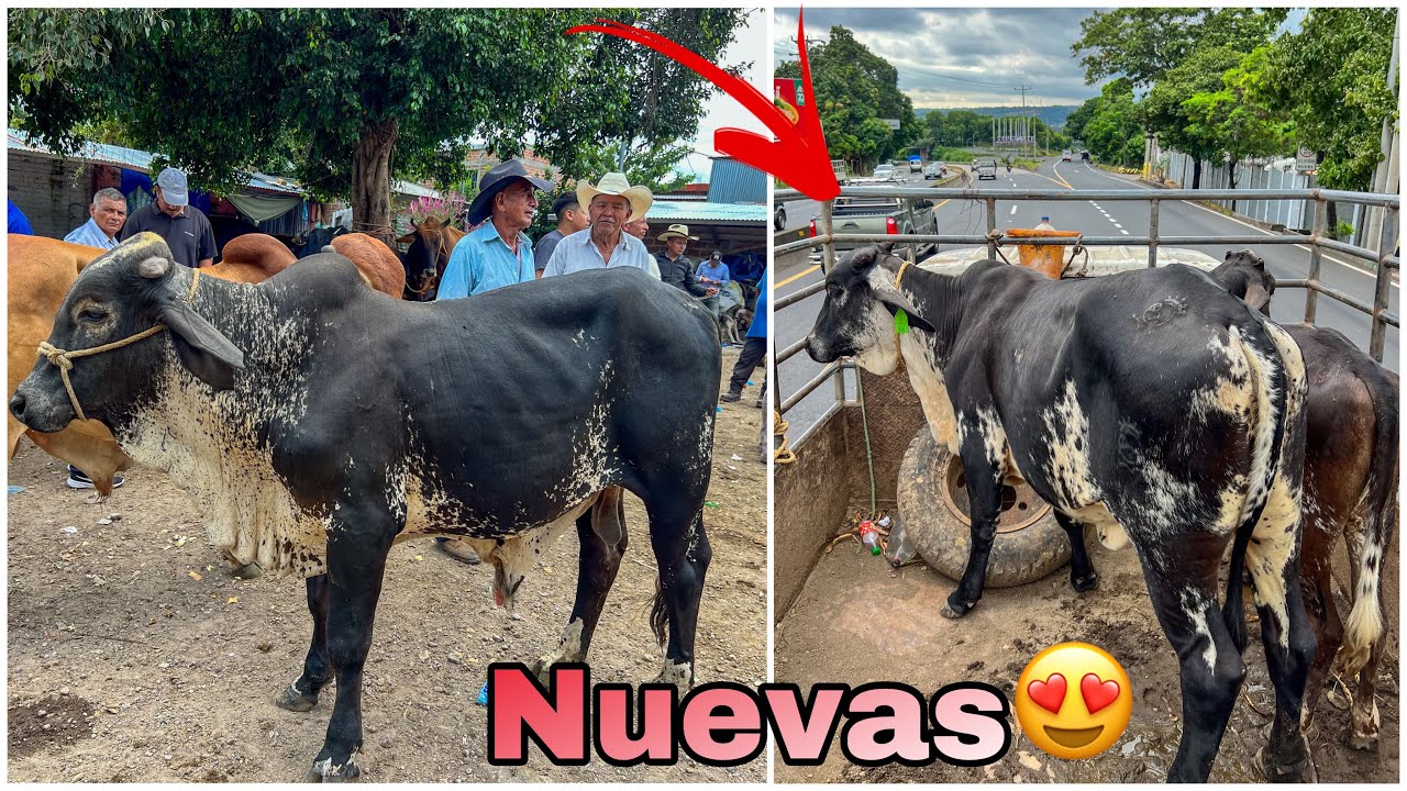 😍🐄Estas Hermosuras nos Llevamos del Tianguis De San Rafael Cedros( GYROLANDAS )🐄😱