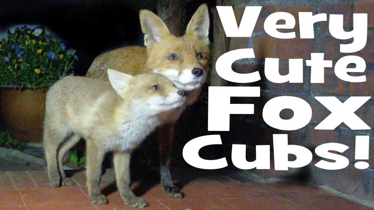 Very Cute Hungry Fox Cubs! Vixen nursing Cubs! Fox Calls!