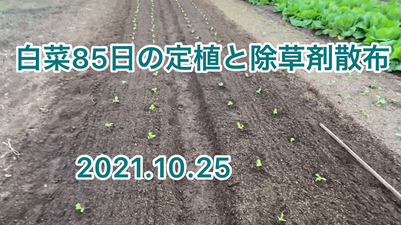 白菜85日の定植  [なかよし君】と除草剤【ラッソー】散布。