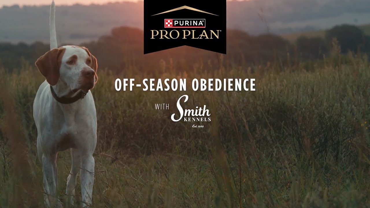 Smith Kennel Training: Off-Season Obedience