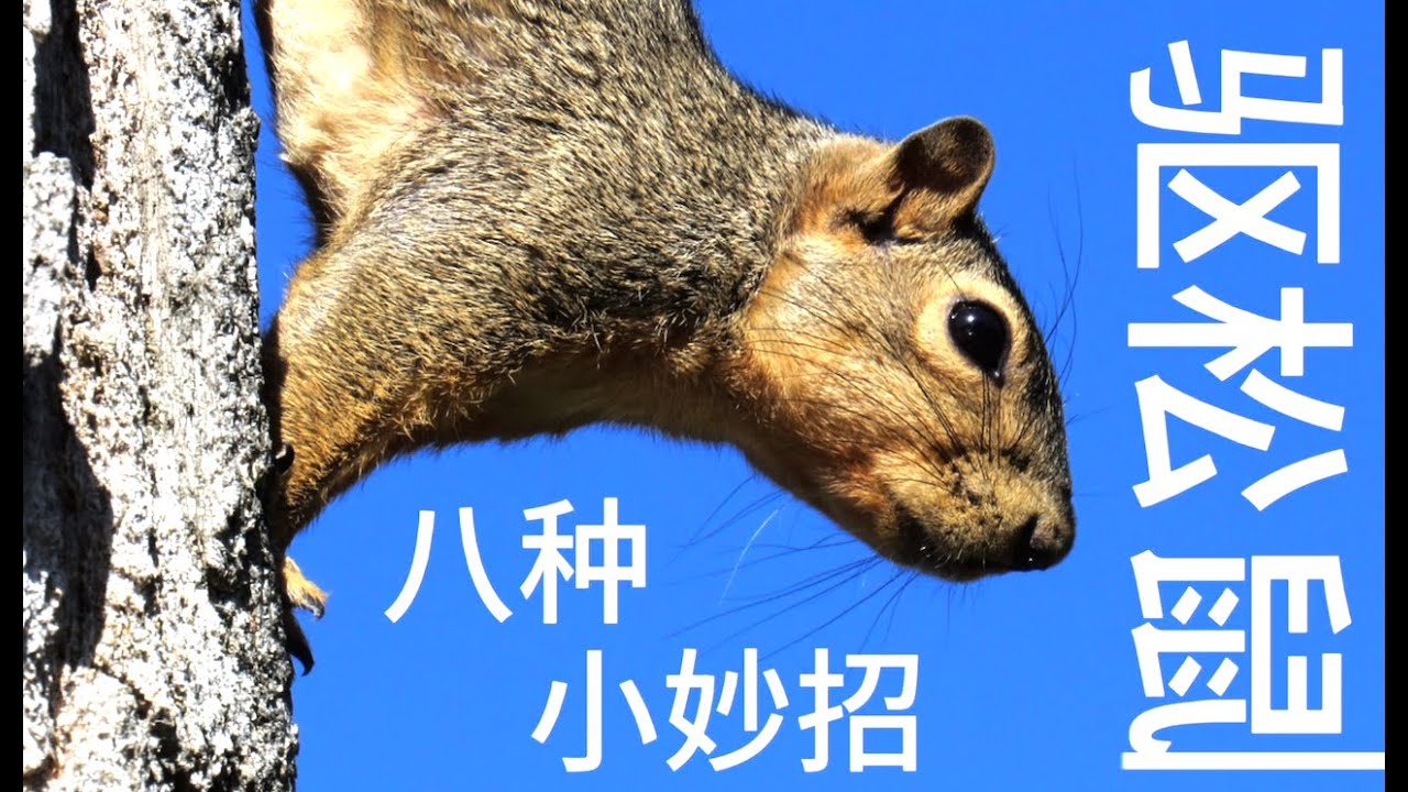 驱赶小松鼠的8种小妙招