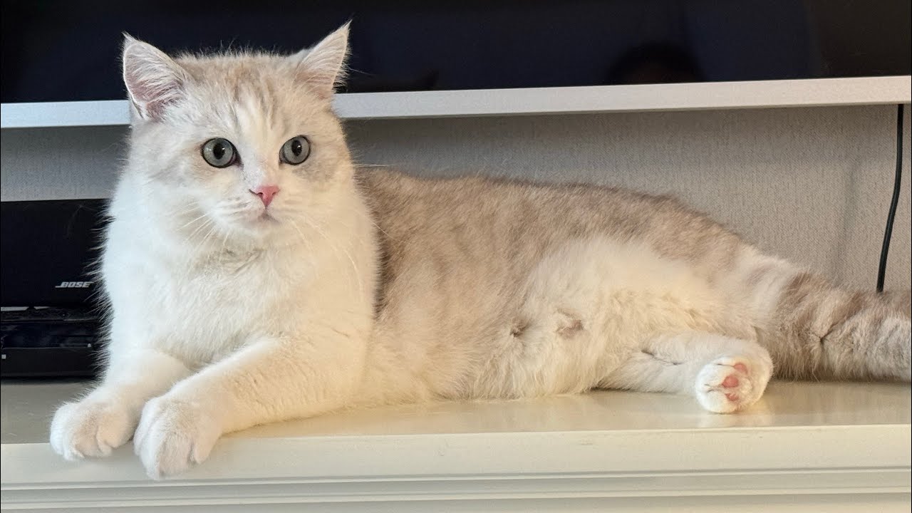 My friend’s cat-Thanos 