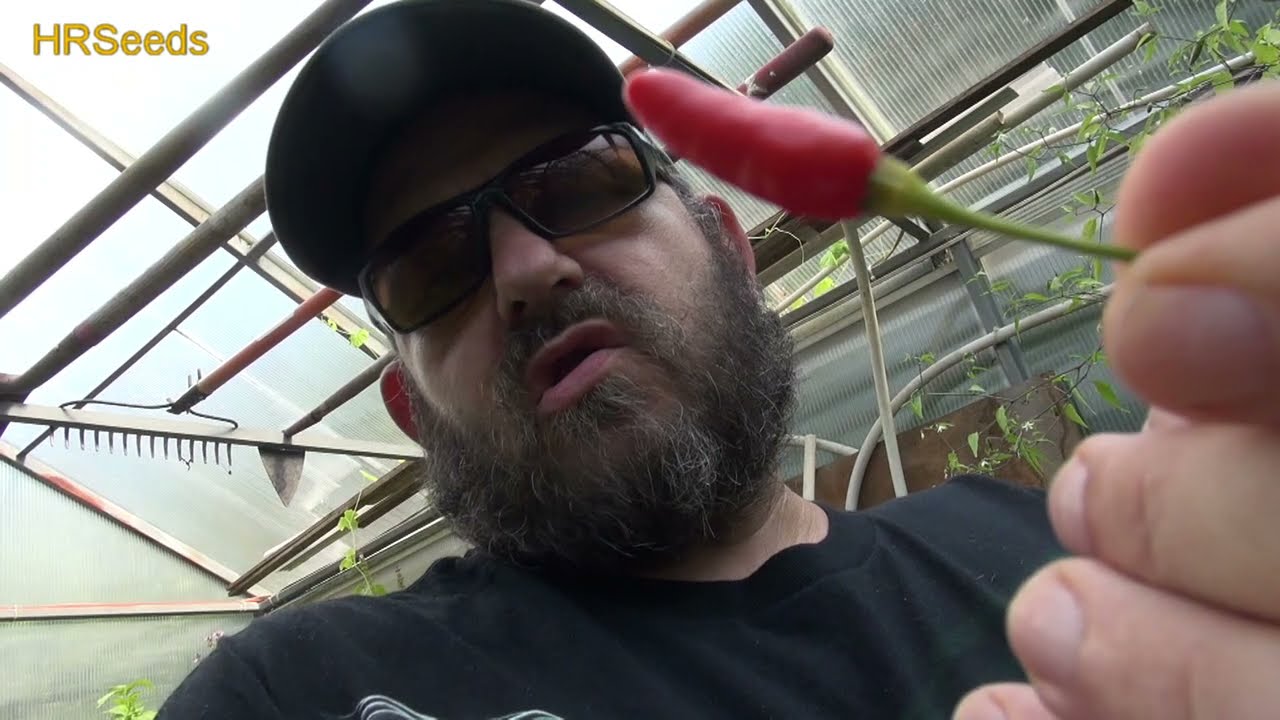⟹ Tabasco Pepper | Capsicum frutescens | Pod Review