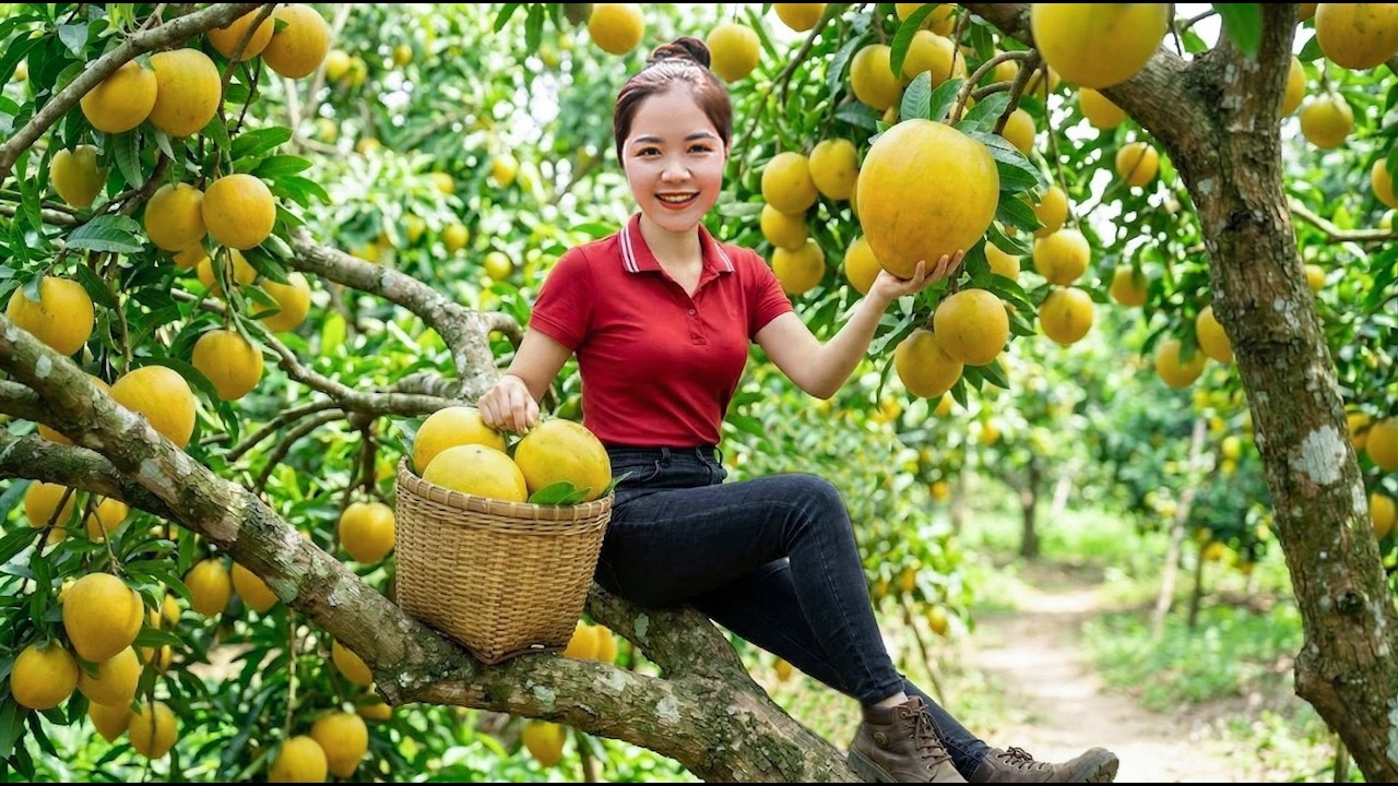 Harvesting 1000+KG of Organic CANISTEL &ndash; Sweet and Nutritious Farm Life