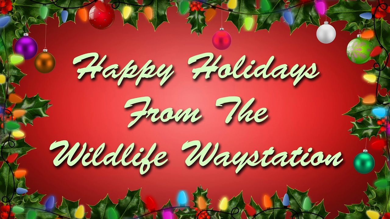 Happy Holidays From Wildlife Waystation