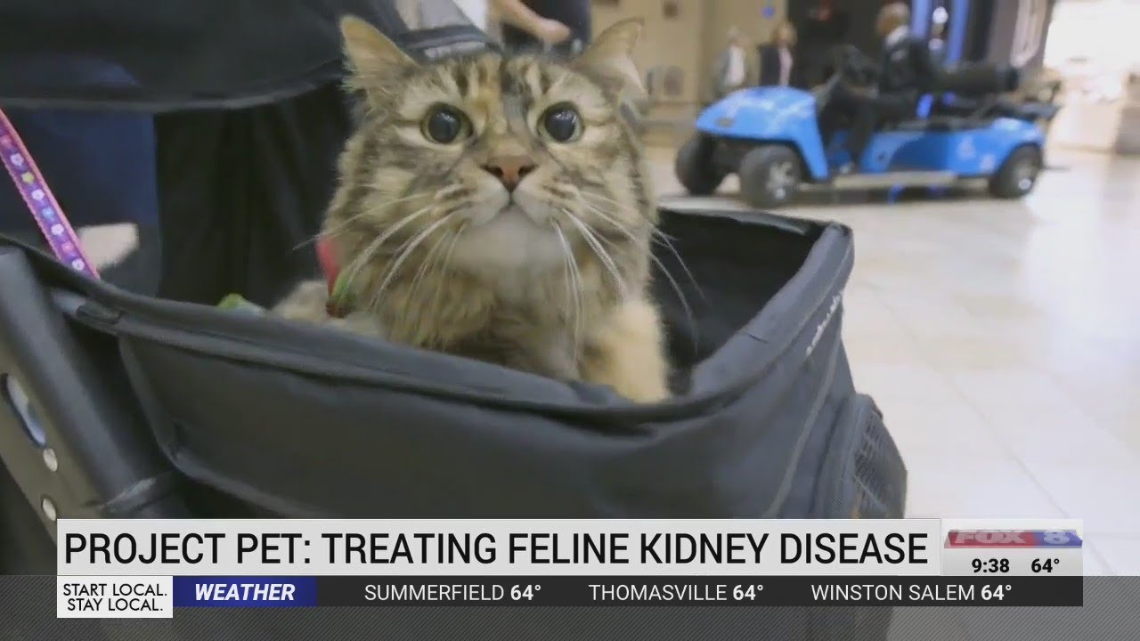 Project Pet: Treating feline kidney disease