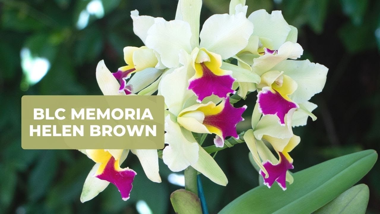 Orquídea Blc. Memoria Helen Brown