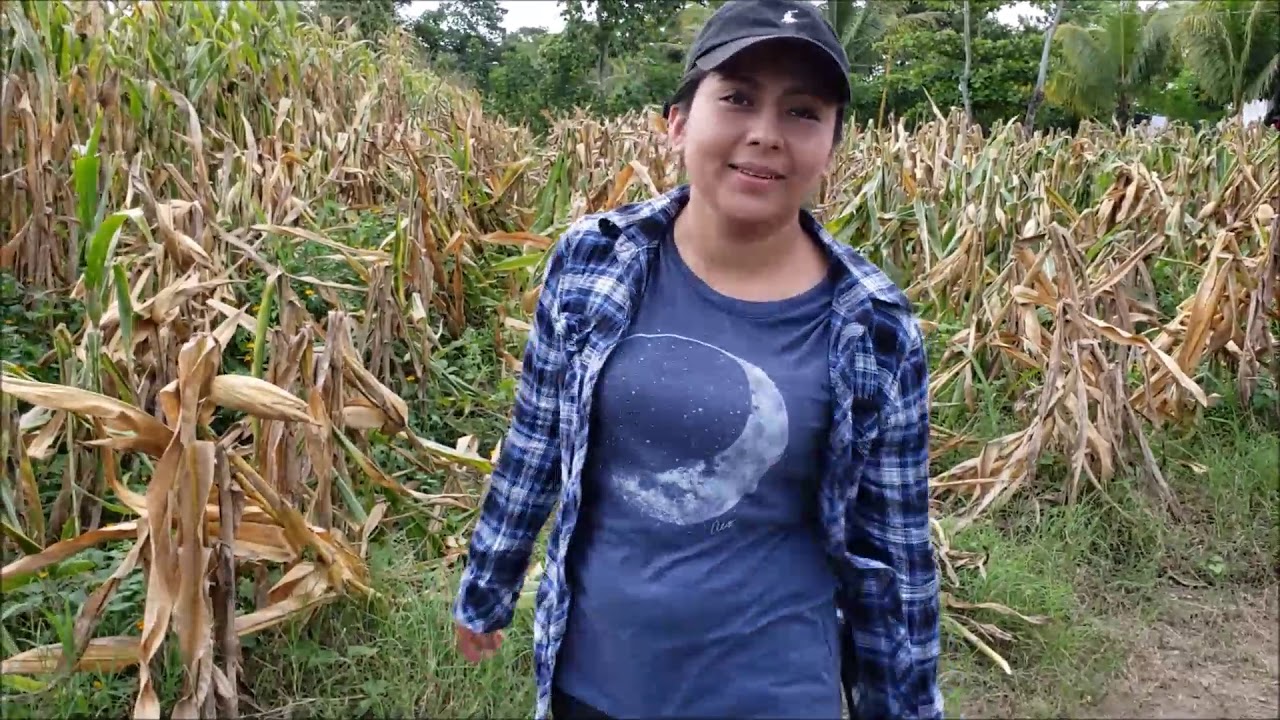 DOBLANDO LA MILPA| TRABAJO DE CAMPO