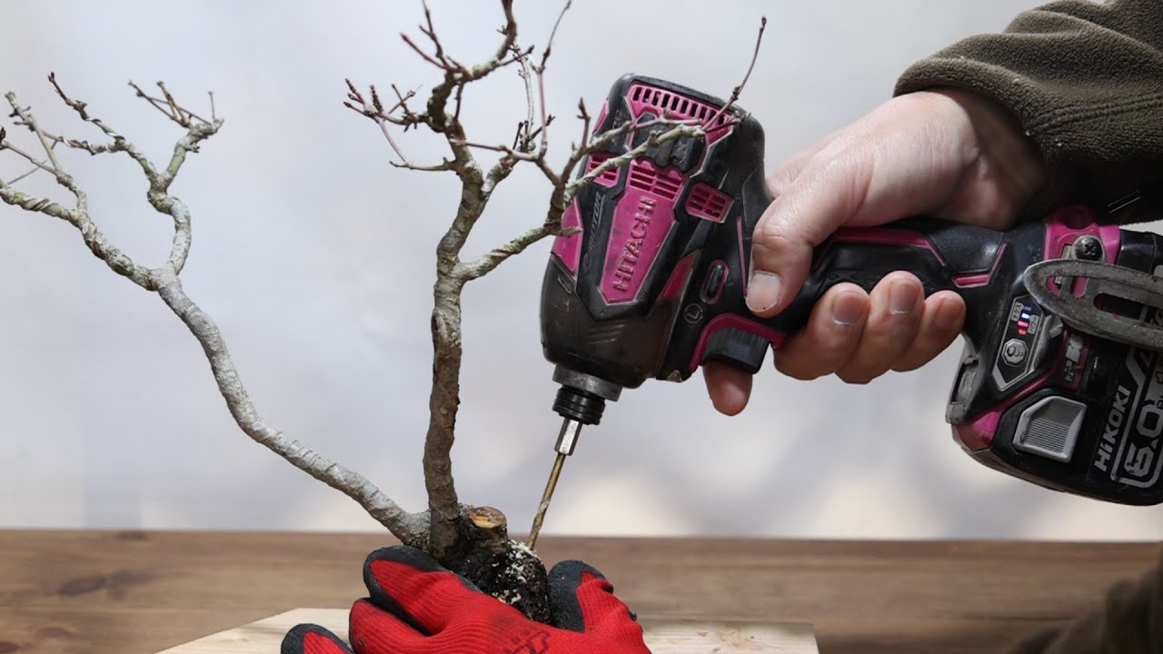 Bonsai rescue　　傷んだ盆栽を助ける