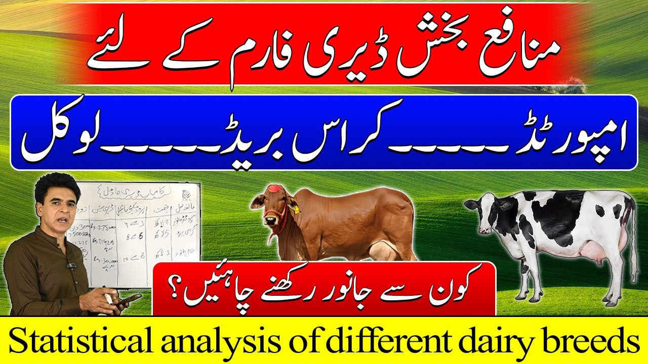 Comparison of imported cross bred & local animals| different dairy model| dairy business feasibility