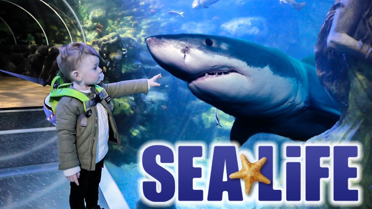 VISIT THE NATIONAL SEA LIFE CENTRE BIRMINGHAM | SHARKS, GIANT TURTLE & PENGUINS | WEST MIDLANDS