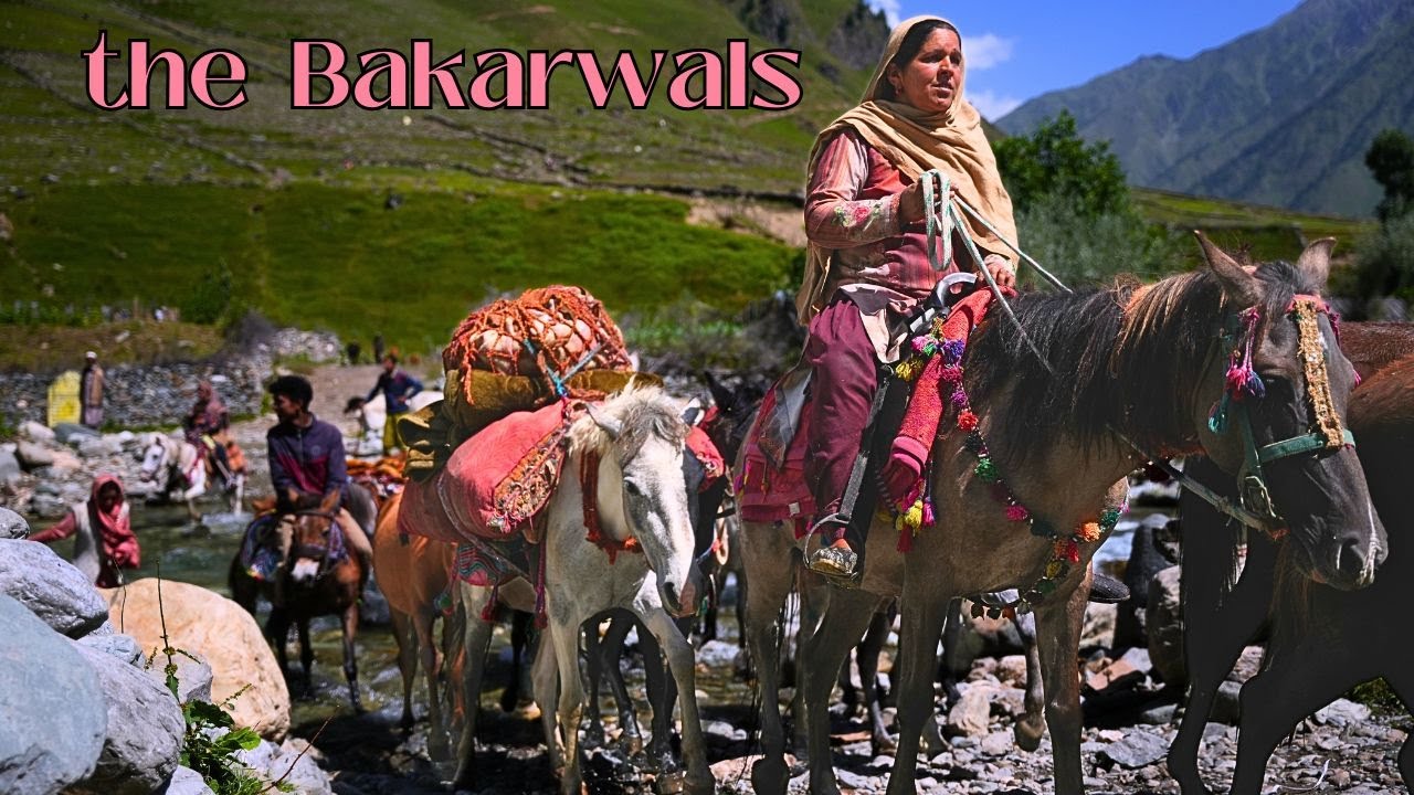 The Bakarwals of Jammu & Kashmir | Life of Bakarwals | Tribes of Himalayas | Unseen Jammu Kashmir