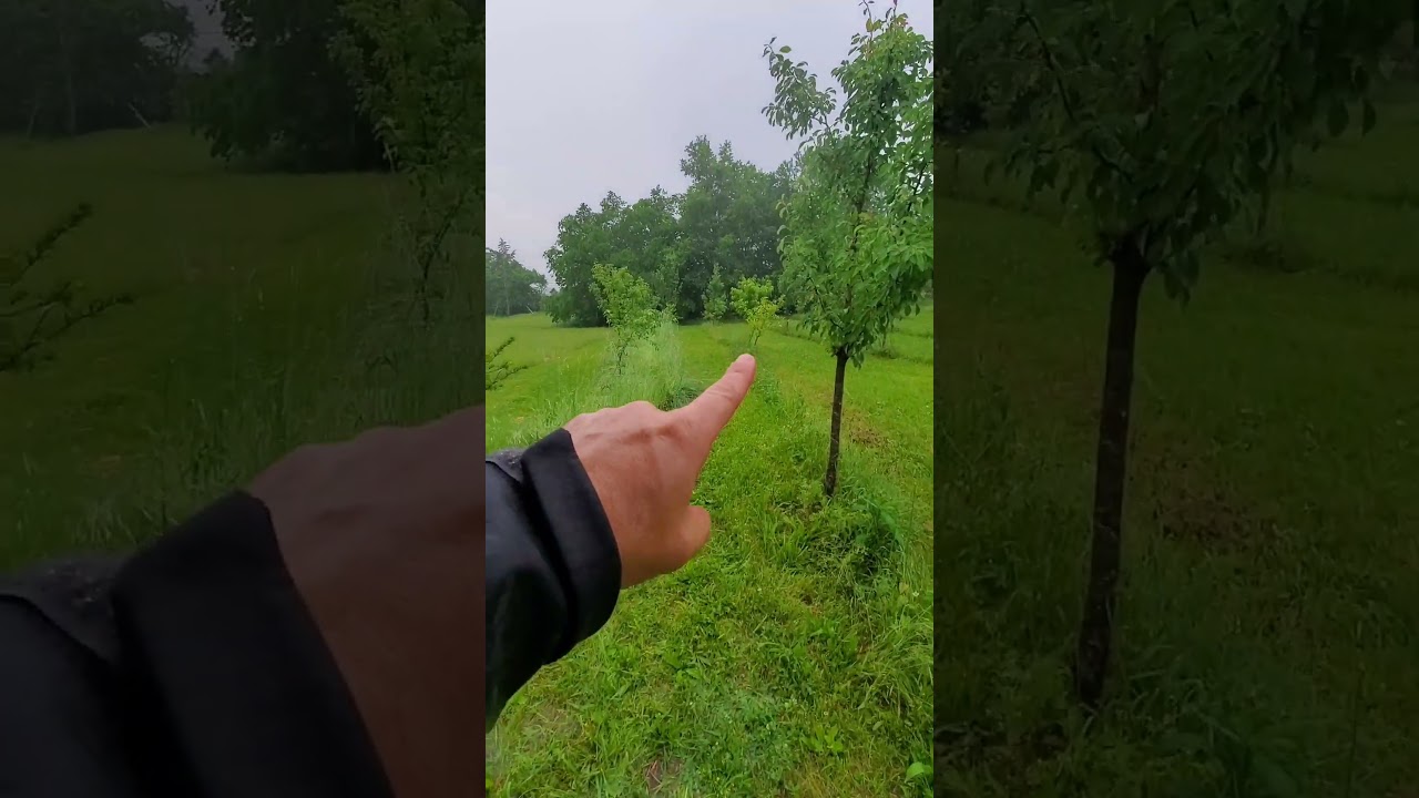 Как работают Swales 