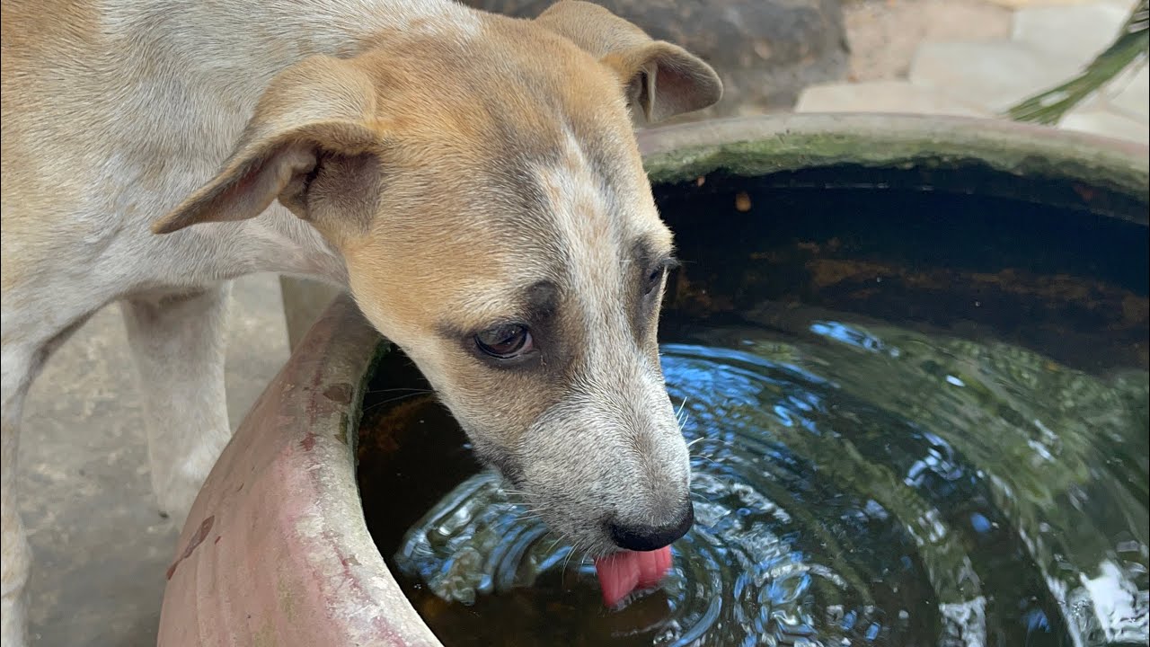 Water is very important for digestion | LUCY Official 