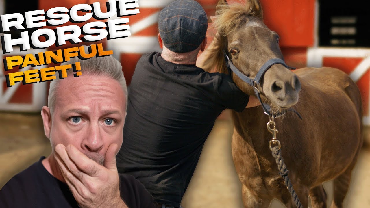 RESCUE HORSE 