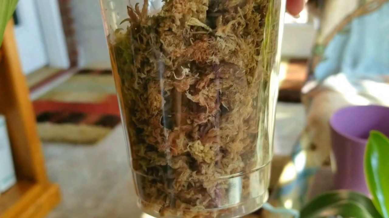More detailed info on orchid grade sphagnum moss and how to use it properly.