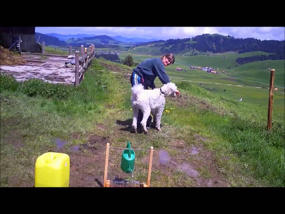 Military Rothenthurm mit Bambuli - Mai 2013