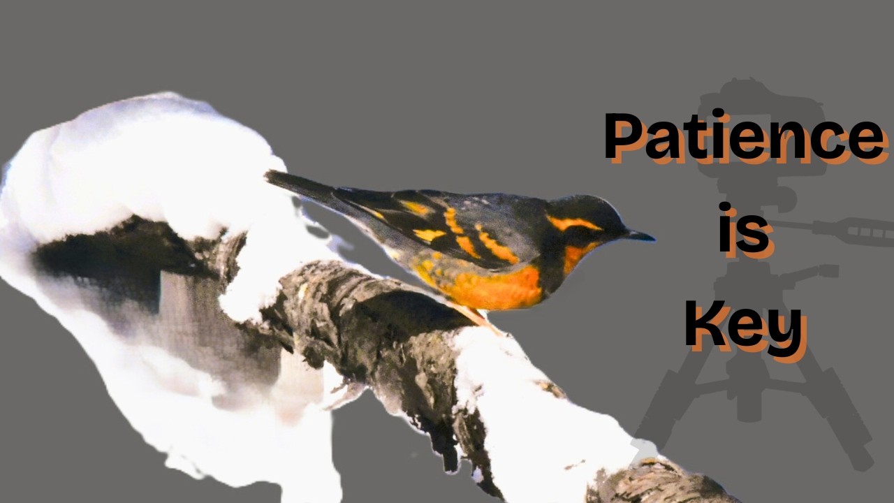 Прекрасная прогулка по снегу, наблюдение за птицами зимой | Спокойно, умиротворяюще и, возможно, ...