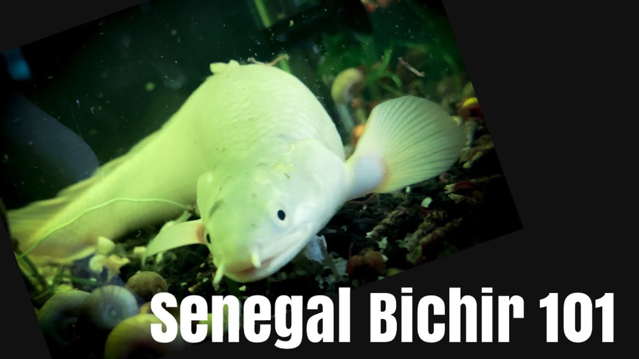 Senegal bichir color morphs 101