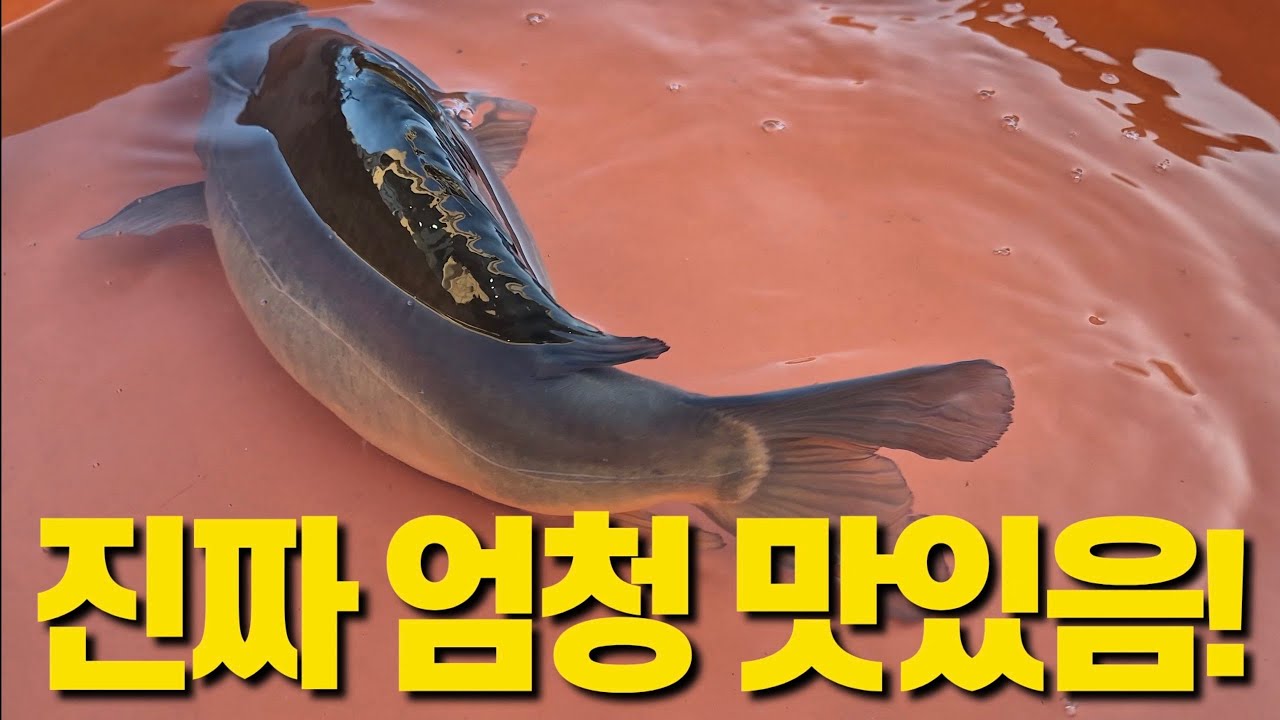 찬바람 불면 왜 다들 향어회 찾는지, 이제 알게됩니다.