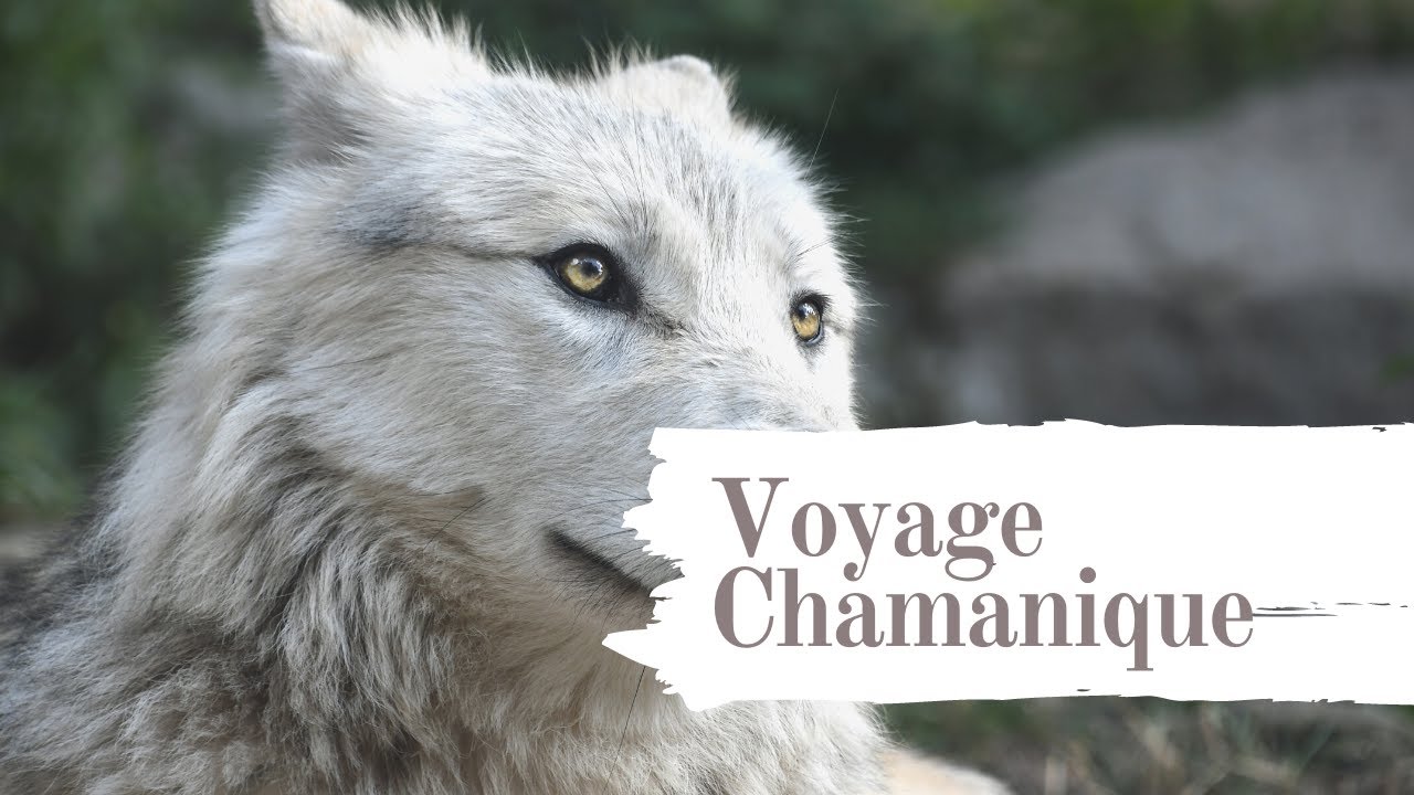 Voyage Chamanique - Communication Animale