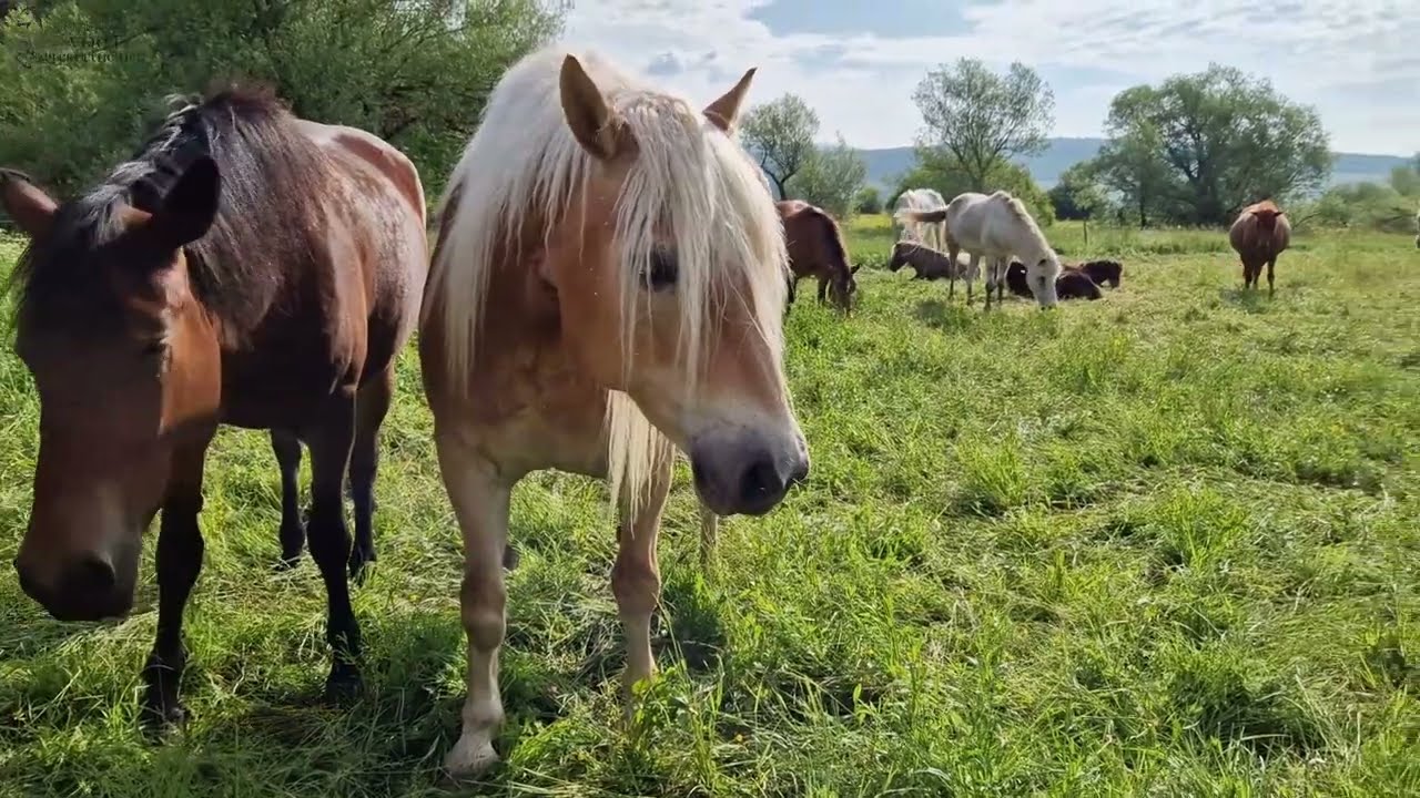 Zivilisationskrankheiten Pferd - schlechte Fütterungs