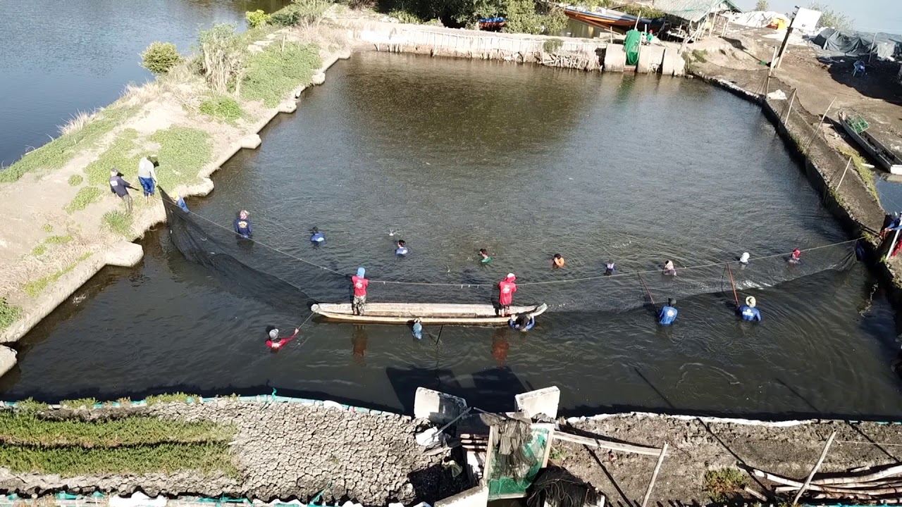 Bangus (Milkfish) harvested in Philippines, Bulacan