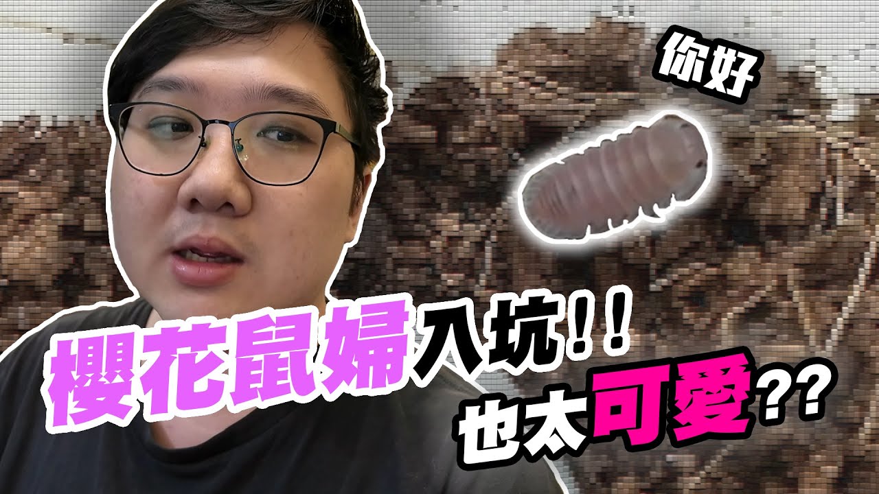 入坑鼠婦！櫻花鼠婦也太可愛價值快破千的鼠婦？！【黑羽】