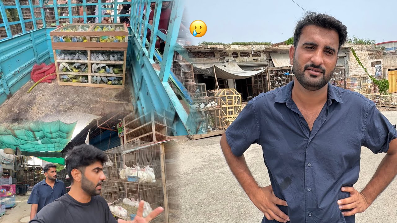 Kafi Dino Bad Birds Markeet Gaiy Or Mila Kuch Bhi Nhi🥹