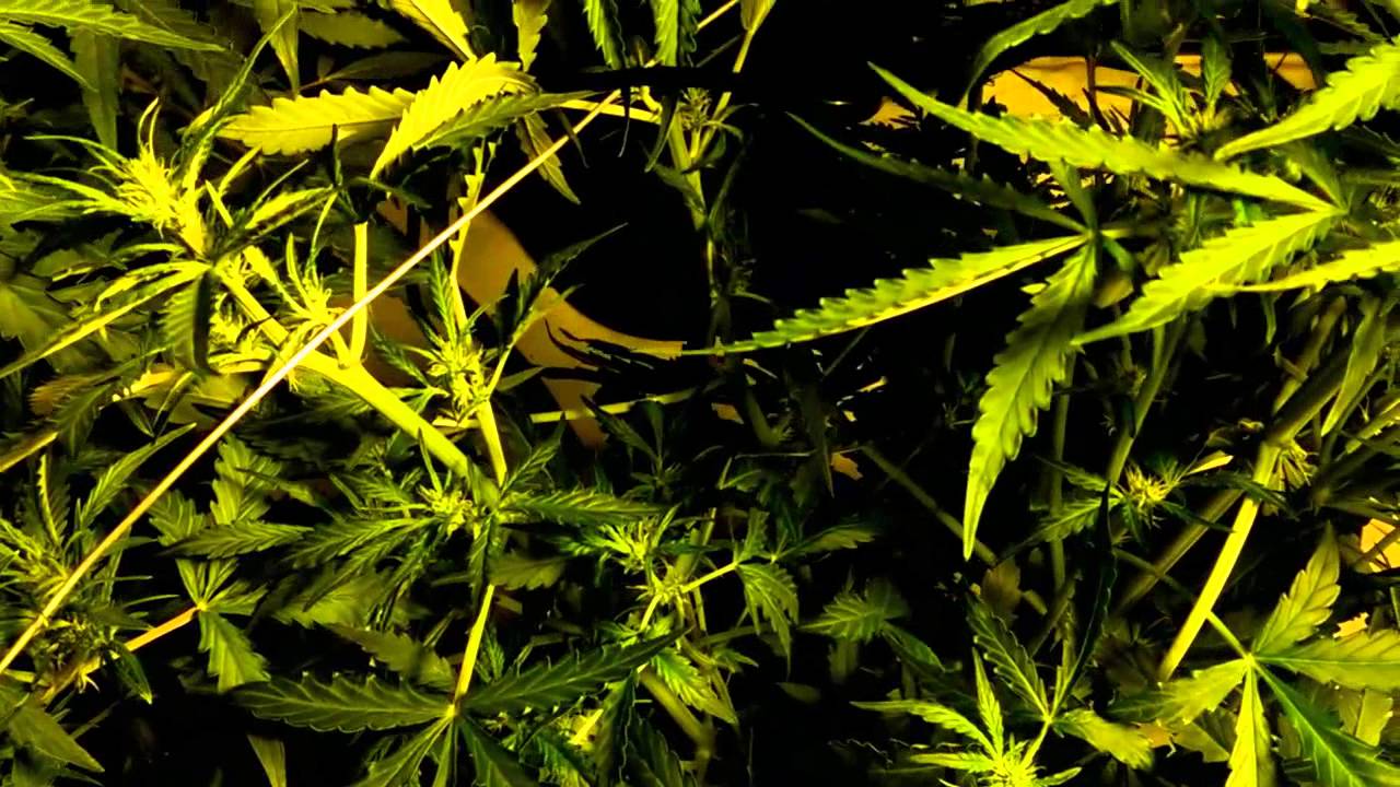 Bowl training for big autoflower marijuana