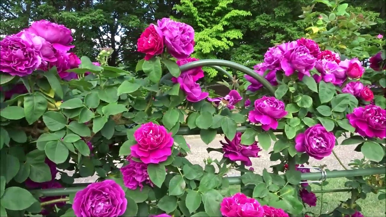 美しい北部公園の薔薇（2019）
