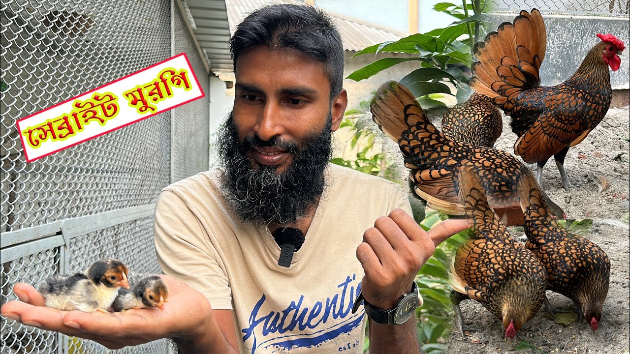 Golden Sebright মুরগি গুলোর বাচ্চা ফুটেছে !   || Bird's Canvas