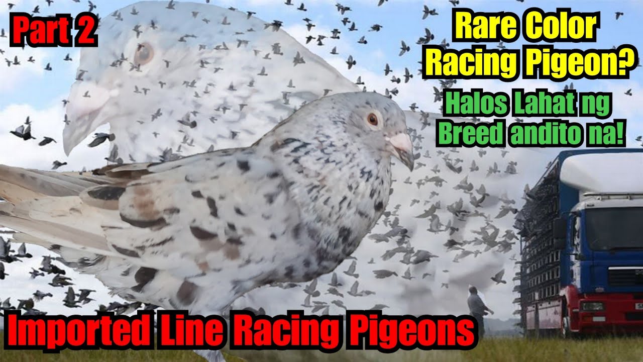 Winner sa ibat ibang fancier 1k lang Imported Foundation Birds #biopigeon #bioresearch Race Winners