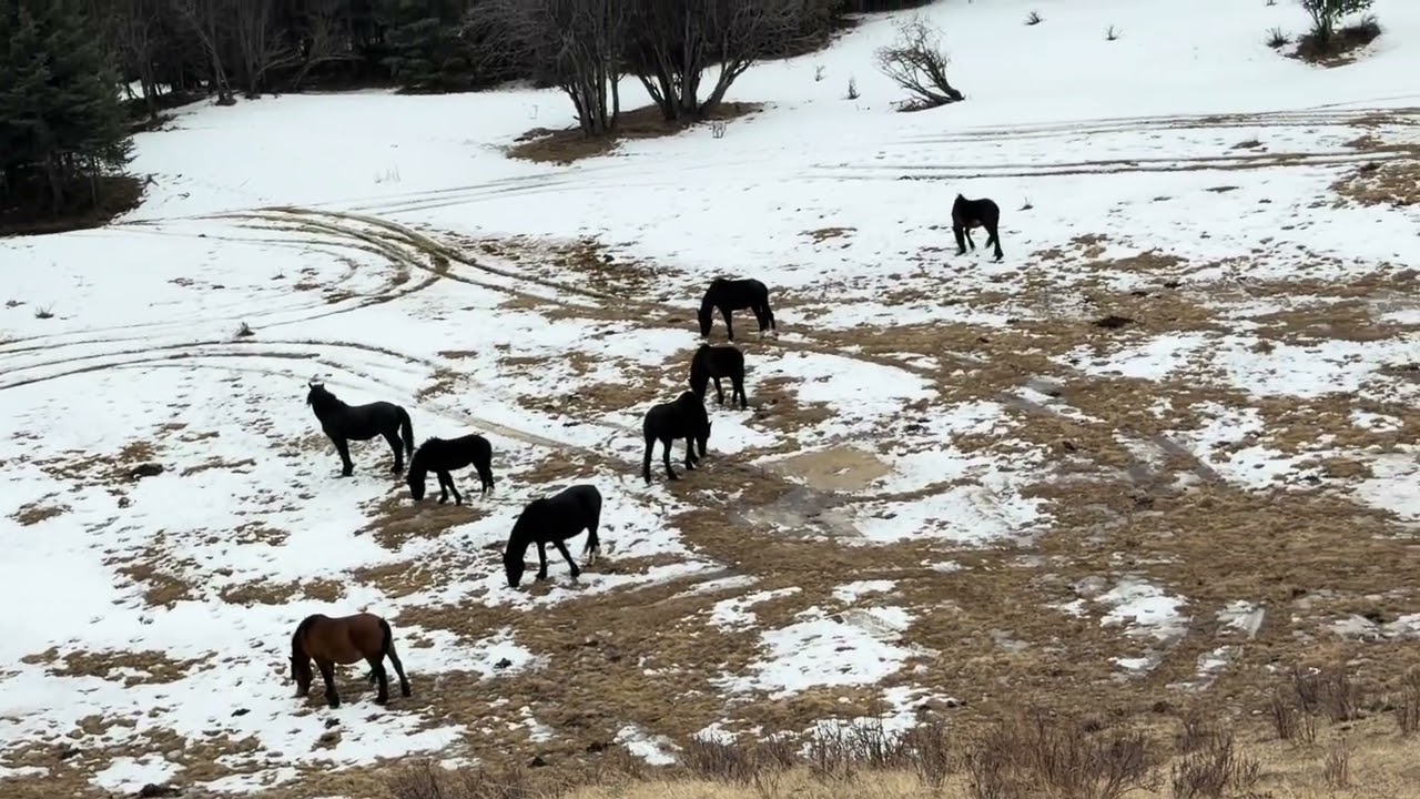 Wildies in the valley 