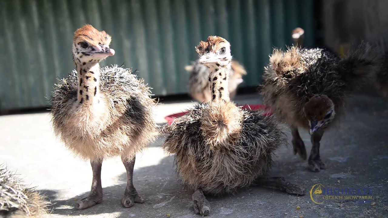 Highgate Ostrich show farm Oudtshoorn