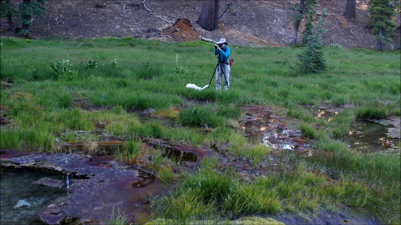 Drosera rotundifolia in an acid geothermal fen in Lassen Volcanic National Park