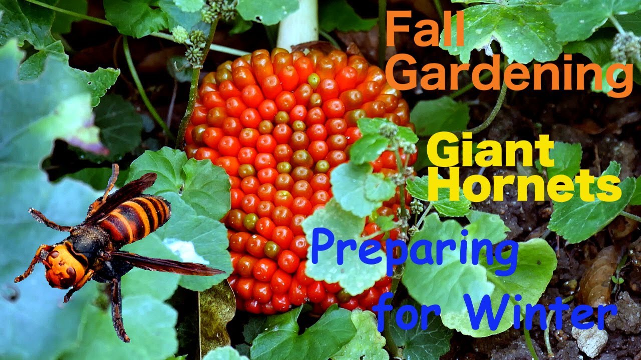 Fall Gardening in my Japanese Garden, Preparing for Winter