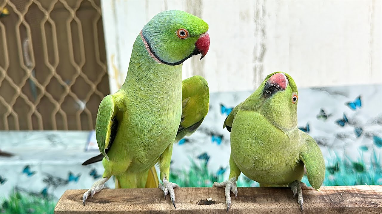 Green Parrot Talking Mithu Mithu 😨
