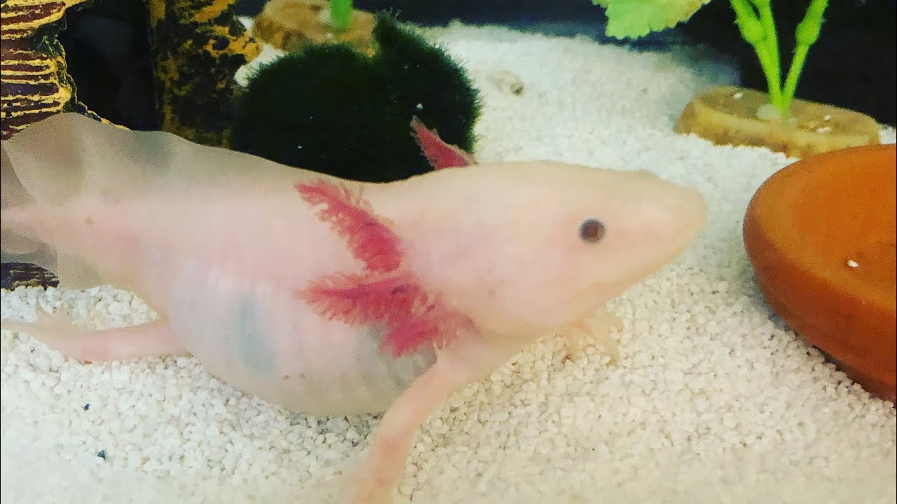 How To: Axolotl Water Change