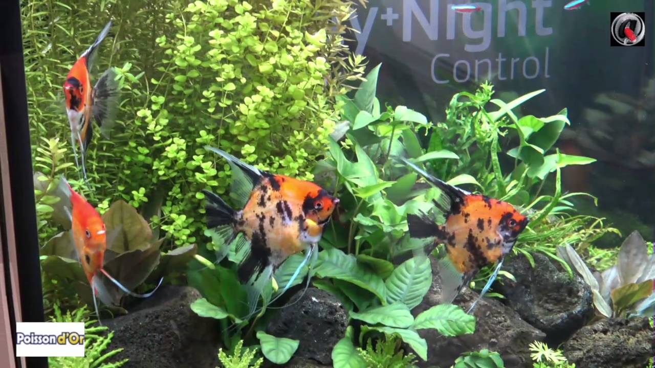 Interzoo 2016 Les aquariums d'eau douce