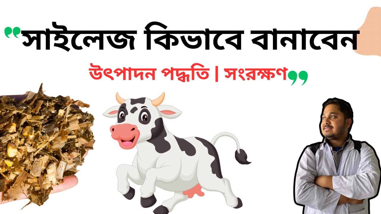 সাইলেজ কিভাবে বানাবেন| সাইলেজ বানানোর নিয়ম| ভিডিও-১০৯|