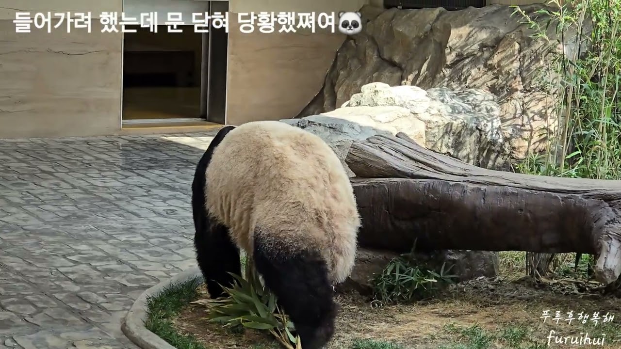 2026.3.9. 할부지가 밥 리필 해주시려구해요👨‍🌾🐼🐼❤️