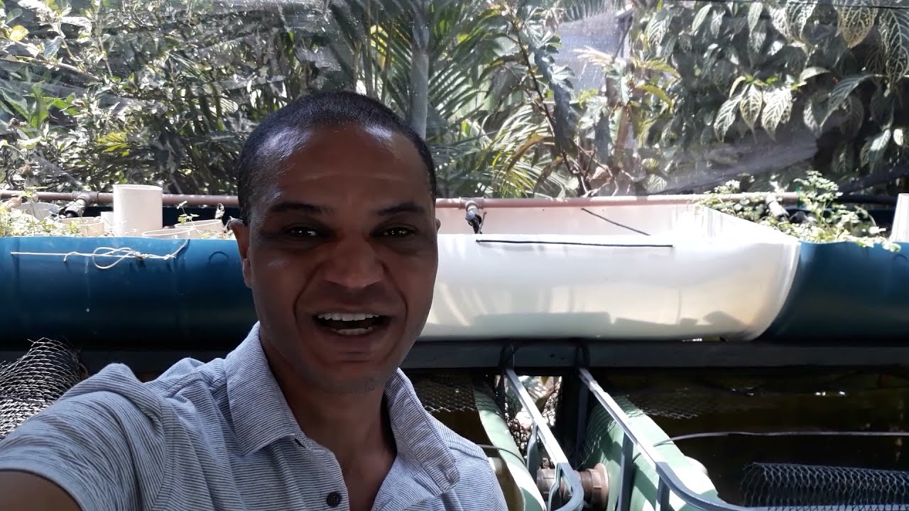 NOVO SISTEMINHA DE AQUAPONIA MONTADO COM SIFONAGEM, MAS SEM O USO DO SIFÃO BELL