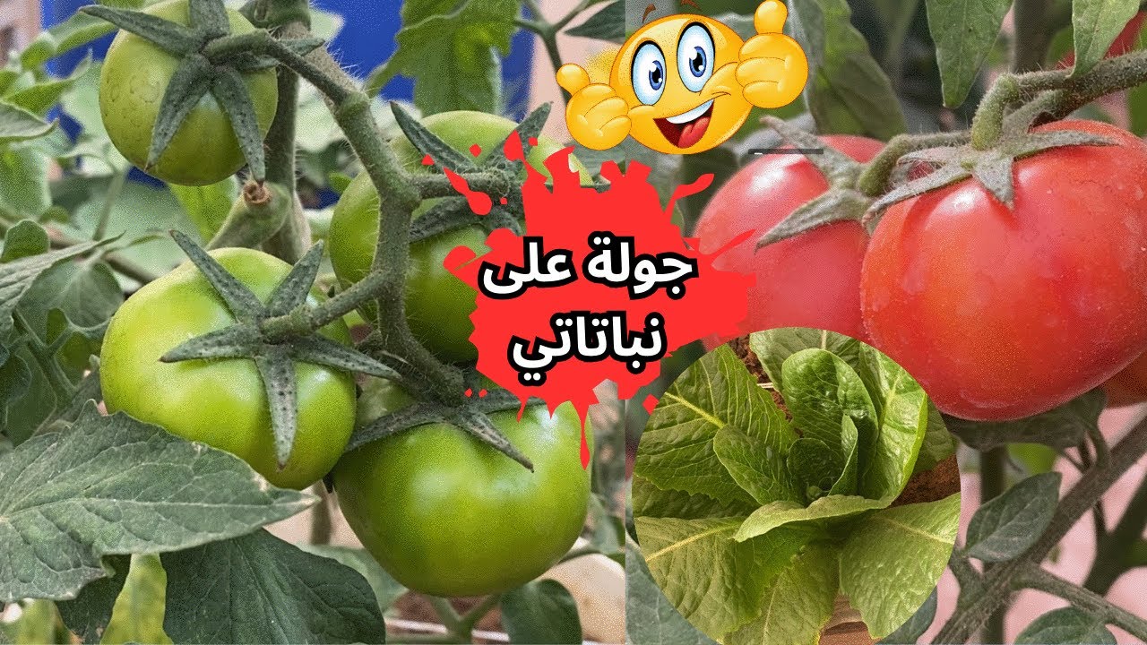 حديقتي الساحرة سآخذكم بجولة بين نباتاتي على السطح I مع التذكير بموعد زراعة بذرة الست وما يزرع بها